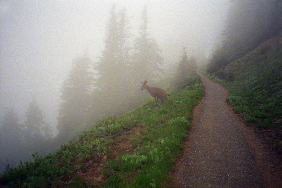 The deer has no shame.