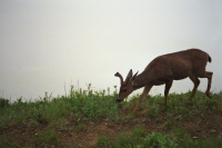 Remarkably-tame deer by the trail.
