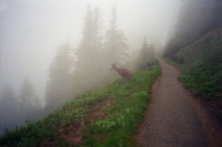The deer has no shame.