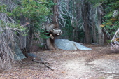 A smiling bear squeezes between two trees to come greet us.