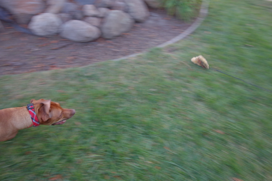 The chase (0)