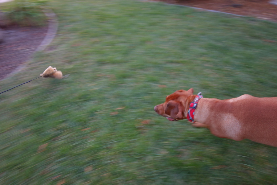 The chase (1)