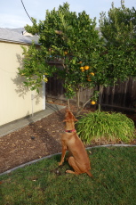 The lure is in the tree.