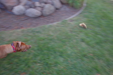 The chase (0)