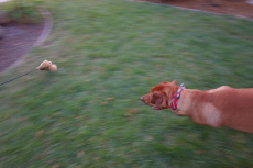 The chase (1)