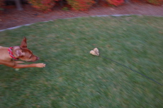The chase (2)