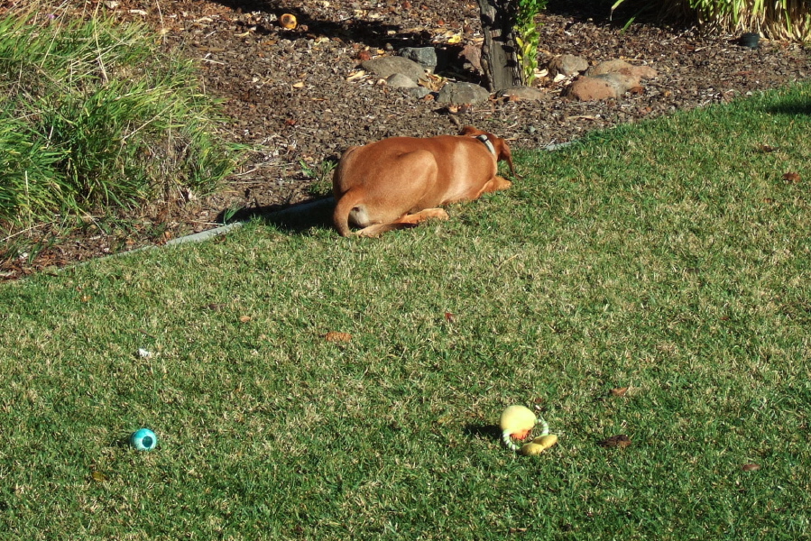 The lion dog chews on its prey.