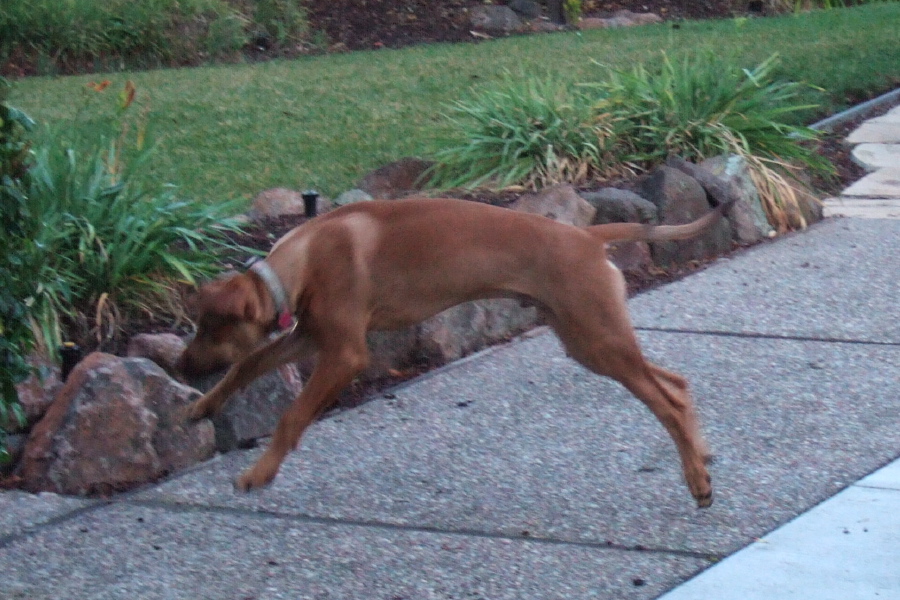 Jack makes a flying leap for the ball.