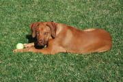 Jack guards his ball.