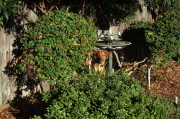 Jack at the bird bath