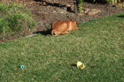 The lion dog chews on its prey.