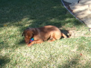 Video: Jack plays with his animated toy, then loses interest.