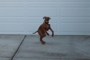 Jack catches the ball.