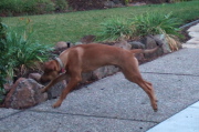 Jack makes a flying leap for the ball.