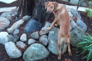 Jack explores the base of the redwood tree.