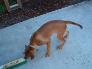 Video: Jack goes crazy while I use the push-broom.