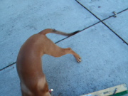 Video: Jack chases the push-broom.