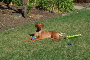 Jack sits with his toys on the lawn.