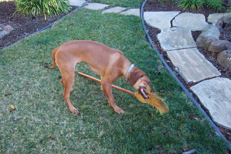 Jack has caught the broom!