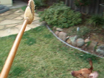 Video: Jack plays with the whisk broom. (1)