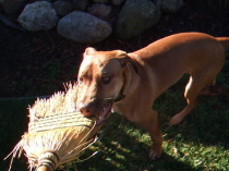 Video: Jack plays with the whisk broom. (2)