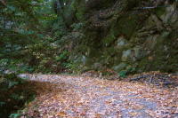 Fallen big leaf maple leaves cover the road.  (420ft)