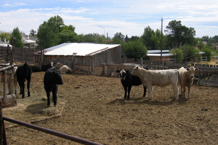 More cows in the corral behind the motel.