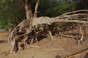 This ironwood tree looks like it might walk around at night when no one is looking.
