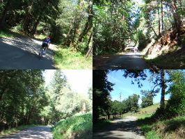 Following the grasshoppers through a shady section of Kings Ridge Rd.