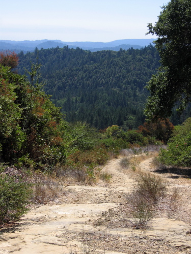 Kings Creek Truck Rd. goes down the spine of the ridge. (2440ft)