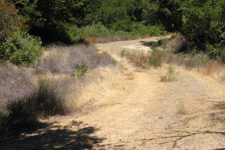 Looking back up Kings Creek Truck Rd. from the junction with Fat Buck Ridge Rd. (2170ft)