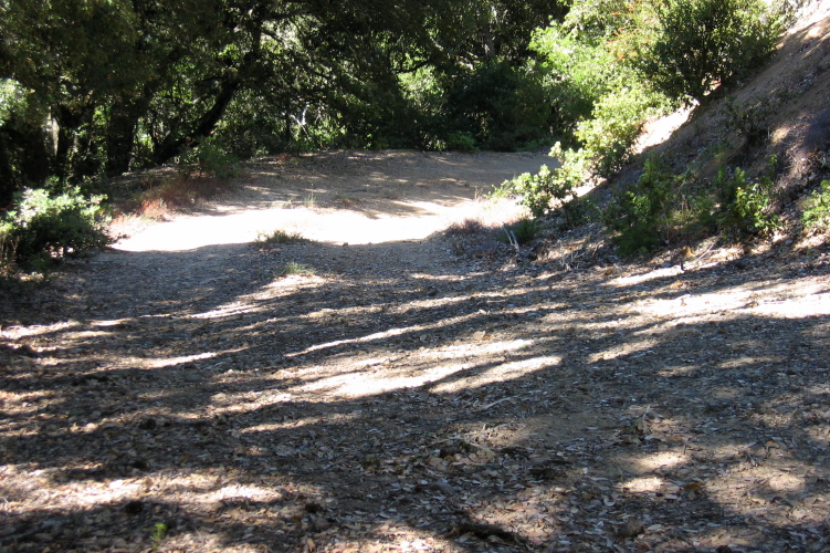 View downhill on Kings Creek Truck Rd. from the junction (2170ft)
