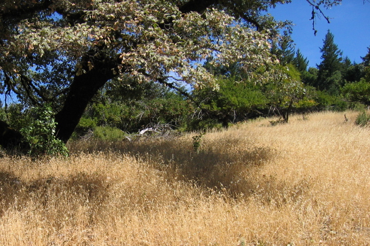 Abandoned apple orchard. (3120ft)