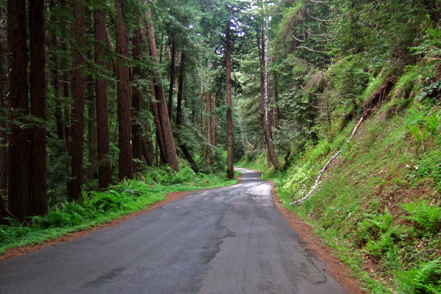 Nearing the coast on Stewarts Point Rd.