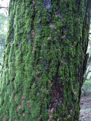 Moss detail on tree: two kinds of moss.