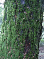 Moss detail on tree: two kinds of moss.