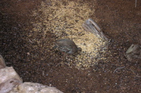 A chuckar eating corn meal.