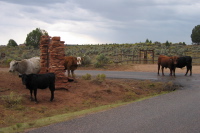 Steers waiting for the bus at the park entrance.