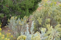 A wild cottontail among the sage and rabbit brush.