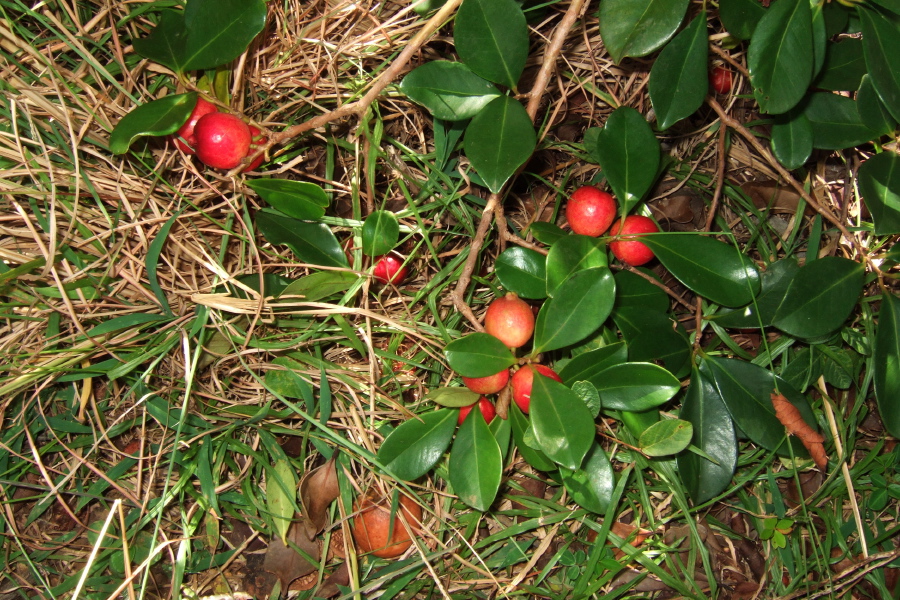 Strawberry guava