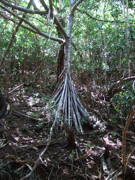 Hala tree growing along the trail.