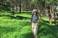 The trail becomes hemmed in by a thick cover of allamanda.
