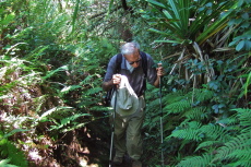 The trail presses uphill through a thick jungle.