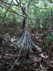 Hala tree growing along the trail.