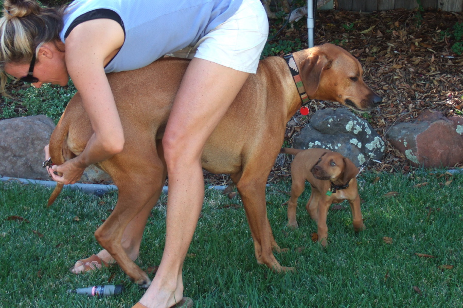 Trimming the nails.  Kumba anticipates the pain, notice the curled lip.  Jack looks on curiously.