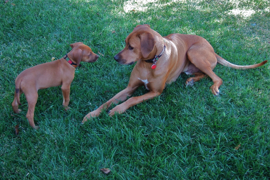 Jack and Kumba