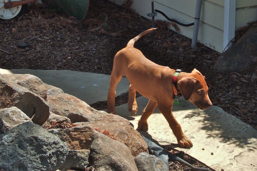 Jack explores the yard.