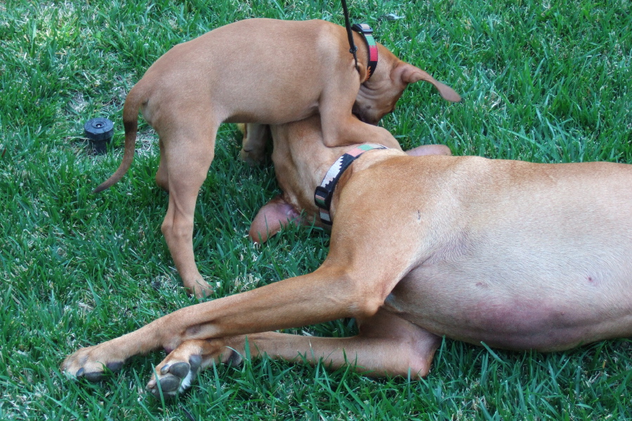 Jack and Kumba both go after the lure.