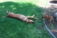 Kumba enjoys the cool grass while Jack looks on.