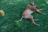 But, Kumba is more interested in the lure.